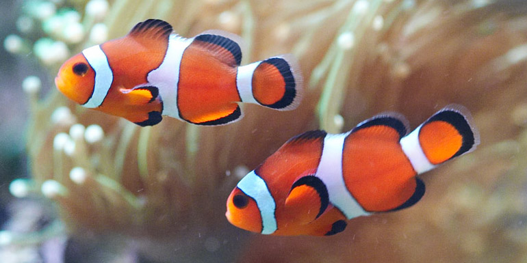 AMPHIPRION OCELLARIS